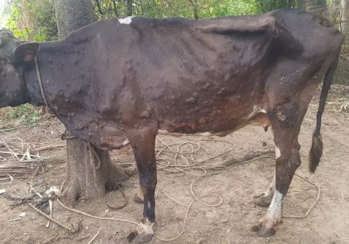 लम्पी रोग लागेका जनावरको मासु बिक्री र उपभोग कानुनी रूपमा प्रतिबन्धित