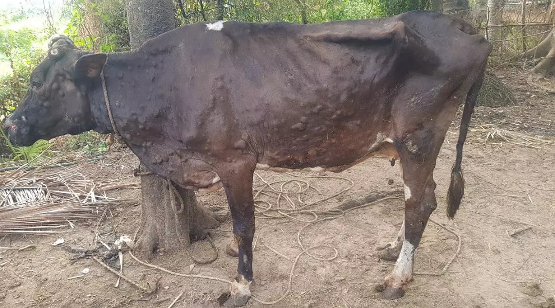 लम्पी रोग लागेका जनावरको मासु बिक्री र उपभोग कानुनी रूपमा प्रतिबन्धित