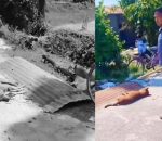 चितवनमा कुकुरलाई लाठी–फरुवाले प्रहार गर्दै हत्या, दोषीमाथि कारबाहीको माग