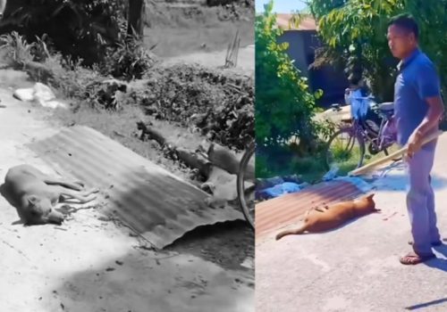 चितवनमा कुकुरलाई लाठी–फरुवाले प्रहार गर्दै हत्या, दोषीमाथि कारबाहीको माग