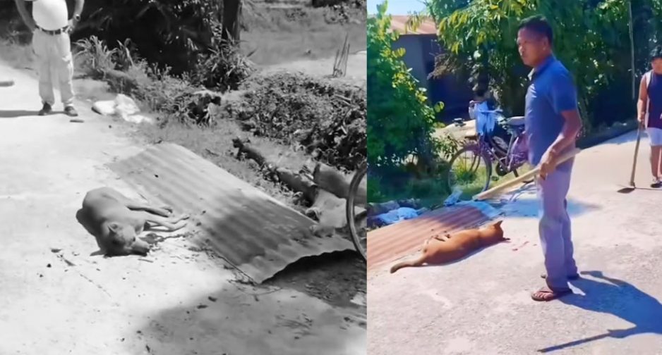 चितवनमा कुकुरलाई लाठी–फरुवाले प्रहार गर्दै हत्या, दोषीमाथि कारबाहीको माग