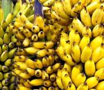 भारतीय केराले बजार ढाक्दा नवलपरासीका किसान संकटमा
