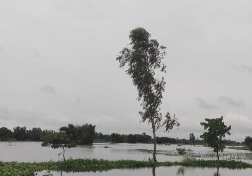 धनुषाको मंगराहा डुबानमा, किसानको धानबाली नष्ट