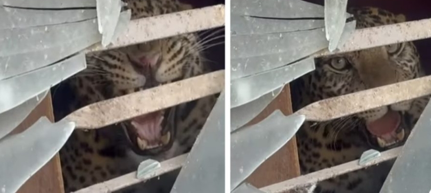 काठमाडौंको तारकेश्वरमा घरभित्र चितुवा, दुई जना घाइते