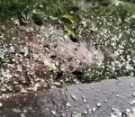 हावाहुरी-असिनाले झापामा डेढ अर्बको मकै नष्ट