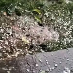 हावाहुरी-असिनाले झापामा डेढ अर्बको मकै नष्ट