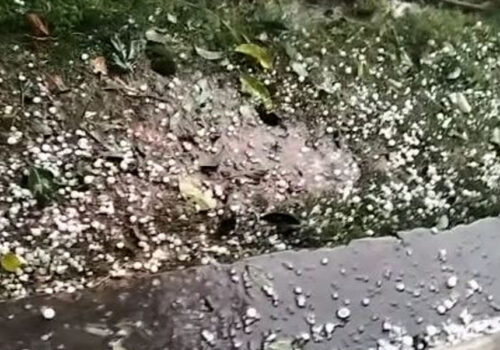 हावाहुरी-असिनाले झापामा डेढ अर्बको मकै नष्ट