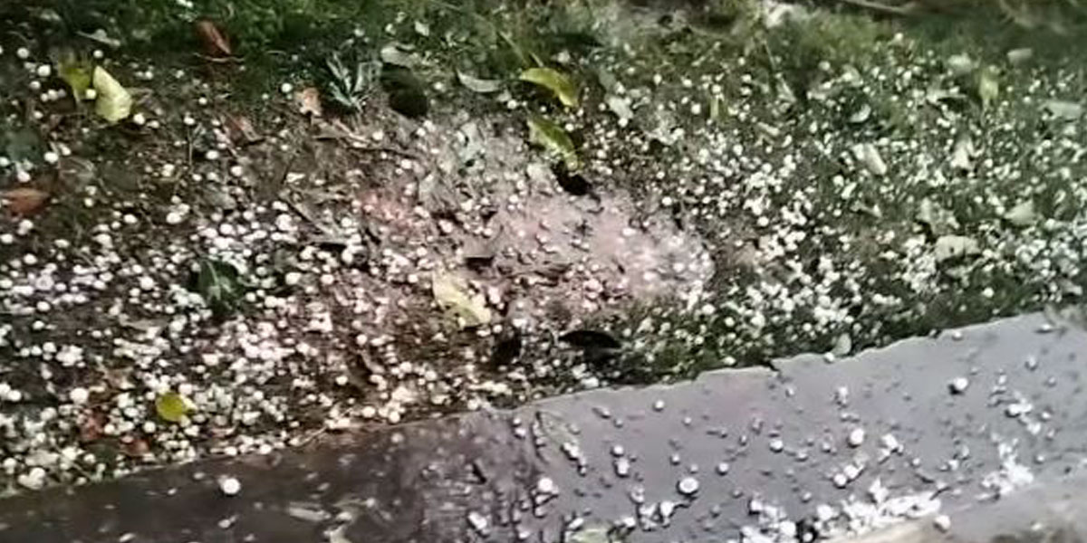 हावाहुरी-असिनाले झापामा डेढ अर्बको मकै नष्ट