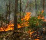 डढेलो नियन्त्रणमा ड्रोन र स्याटेलाइट प्रयोग गर्ने सरकारको योजना