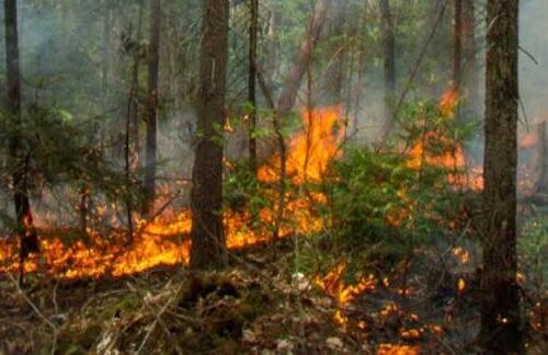 डढेलो नियन्त्रणमा ड्रोन र स्याटेलाइट प्रयोग गर्ने सरकारको योजना