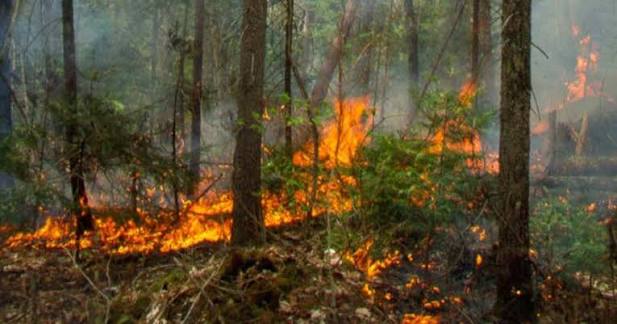 डढेलो नियन्त्रणमा ड्रोन र स्याटेलाइट प्रयोग गर्ने सरकारको योजना