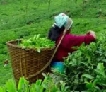 चिया निर्यातमा भारतीय अवरोध, इलामका ५३ उद्योग बन्द हुने घोषणा