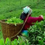 चिया निर्यातमा भारतीय अवरोध, इलामका ५३ उद्योग बन्द हुने घोषणा
