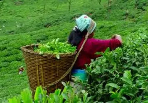 चिया निर्यातमा भारतीय अवरोध, इलामका ५३ उद्योग बन्द हुने घोषणा