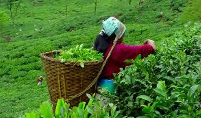 चिया निर्यातमा भारतीय अवरोध, इलामका ५३ उद्योग बन्द हुने घोषणा