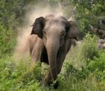 उदयपुरमा जङ्गली हात्तीको उपद्रो, ६ परिवारको घरमा ठूलो क्षति