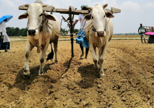 हल गोरु पालनलाई जोगाउन गल्याङ नगरपालिकाको पहल, ११५ कृषकलाई प्रोत्साहनस्वरूप नगद अनुदान