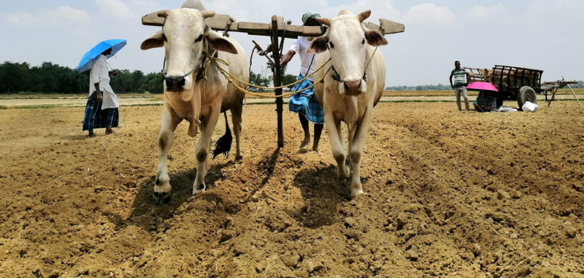 हल गोरु पालनलाई जोगाउन गल्याङ नगरपालिकाको पहल, ११५ कृषकलाई प्रोत्साहनस्वरूप नगद अनुदान