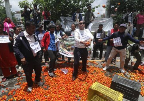 उचित मूल्य नपाएपछि किसानको आक्रोश, माइतीघरमा गोलभेँडा फ्याँकेर विरोध