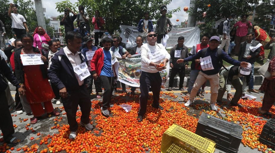 उचित मूल्य नपाएपछि किसानको आक्रोश, माइतीघरमा गोलभेँडा फ्याँकेर विरोध