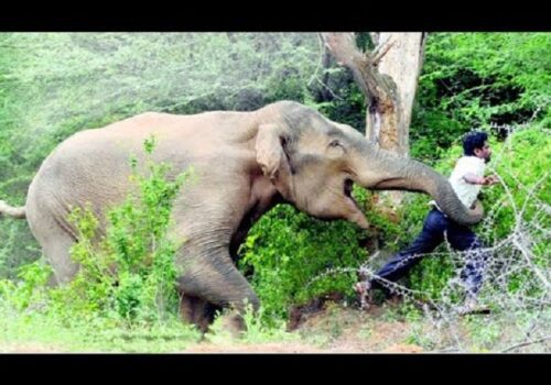 हात्तीको आक्रमणले झापा त्रसित, १६ वर्षमा ८० जनाको ज्यान गयो