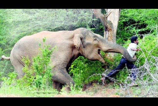 हात्तीको आक्रमणले झापा त्रसित, १६ वर्षमा ८० जनाको ज्यान गयो